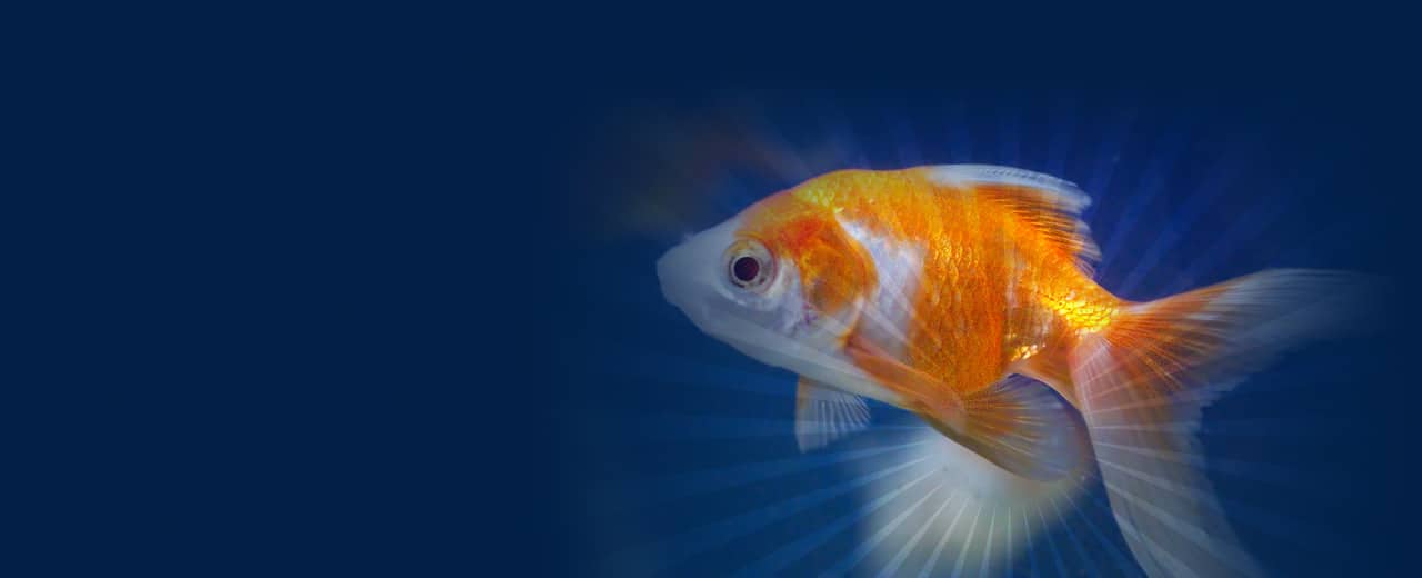 goldfishka скриншот